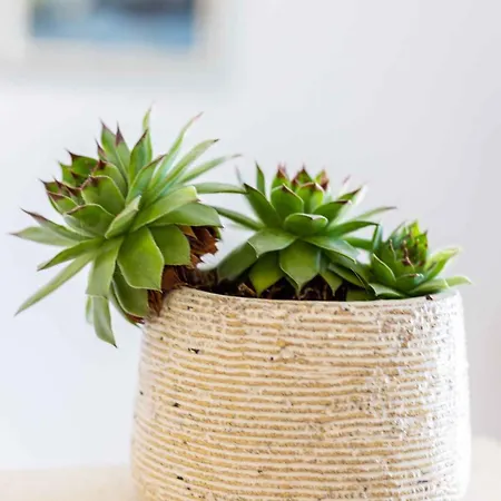 アパート In Podstire - Insel Brac 42460 スプリツカ